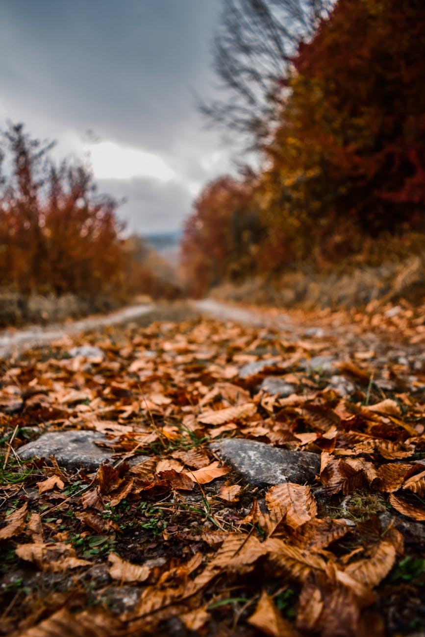 close up photo of fallen leaves